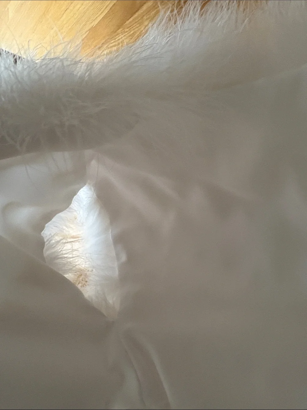 Ivory White Ostrich Feathered Bolero Jacket - Formal Womens - Picture 6 of 9
